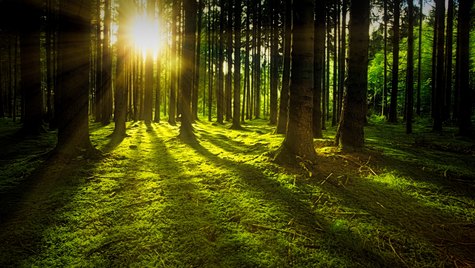 nature-3294681.jpg  